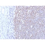 Immunohistochemistry - Anti-DNMT1 Antibody [DNMT1/2061] - BSA and Azide free (A251528) - Antibodies.com