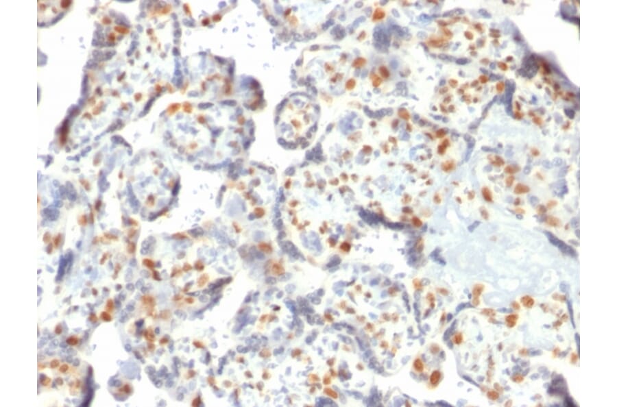 Immunohistochemistry - Anti-DNMT3A Antibody [PCRP-DNMT3A-1E2] - BSA and Azide free (A251529) - Antibodies.com