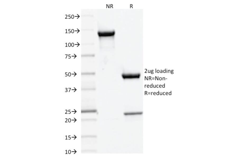 SDS-PAGE - Anti-DNMT3A Antibody [PCRP-DNMT3A-1E2] - BSA and Azide free (A251529) - Antibodies.com