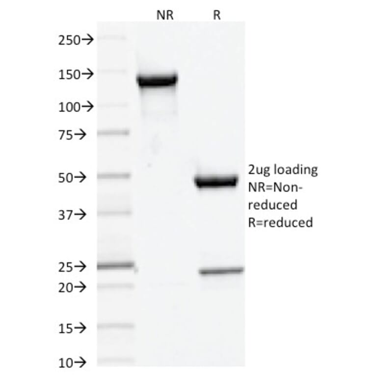 SDS-PAGE - Anti-DNMT3A Antibody [PCRP-DNMT3A-1E2] - BSA and Azide free (A251529) - Antibodies.com