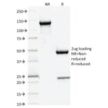 SDS-PAGE - Anti-DNMT3A Antibody [PCRP-DNMT3A-1E2] - BSA and Azide free (A251529) - Antibodies.com