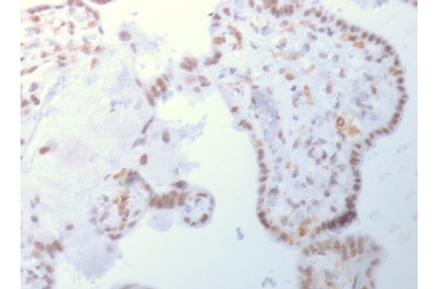 Immunohistochemistry - Anti-DNMT3A Antibody [PCRP-DNMT3A-1E2] - BSA and Azide free (A251529) - Antibodies.com