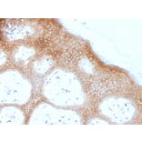 Immunohistochemistry - Anti-Desmoglein 1 Antibody [DSG1/1733] - BSA and Azide free (A251549) - Antibodies.com