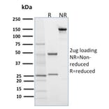 SDS-PAGE - Anti-Desmoglein 1 Antibody [32-2B] - BSA and Azide free (A251551) - Antibodies.com