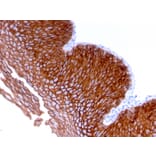 Immunohistochemistry - Anti-Desmoglein 3 Antibody [DSG3/2839] - BSA and Azide free (A251561) - Antibodies.com