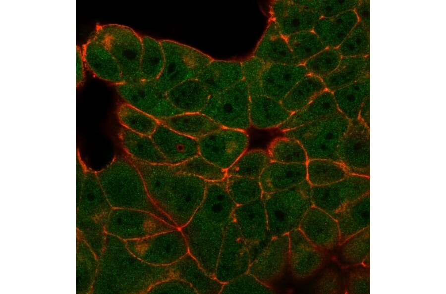 Immunofluorescence - Anti-E4F1 Antibody [PCRP-E4F1-2D1] - BSA and Azide free (A251563) - Antibodies.com