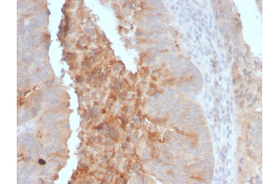 Immunohistochemistry - Anti-IgA Secretory Component Antibody [ECM1/792] - BSA and Azide free (A251569) - Antibodies.com