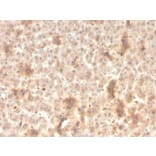 Immunohistochemistry - Anti-ECM1 Antibody [rSPM217] - BSA and Azide free (A251571) - Antibodies.com