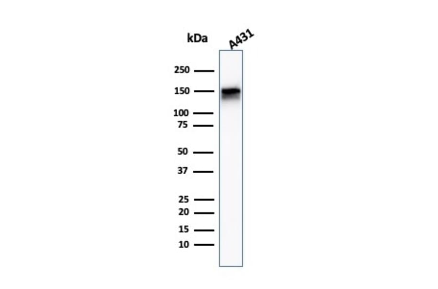 Western Blot - Anti-EGFR Antibody [F4] - BSA and Azide free (A248392) - Antibodies.com