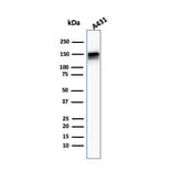 Western Blot - Anti-EGFR Antibody [F4] - BSA and Azide free (A248392) - Antibodies.com