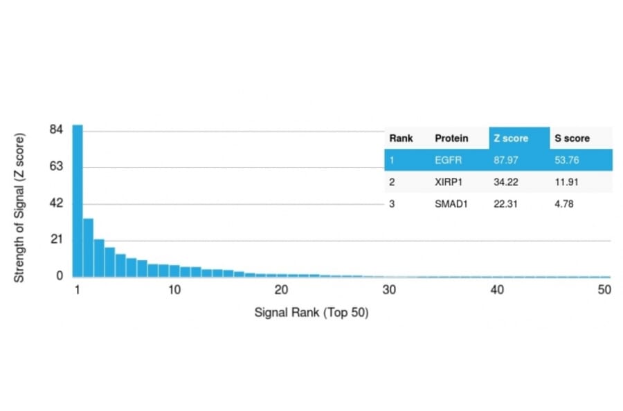Protein Array - Anti-EGFR Antibody [GFR/2341] - BSA and Azide free (A251574) - Antibodies.com