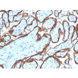 Immunohistochemistry - Anti-EGFR Antibody [SPM341] - BSA and Azide free (A251575) - Antibodies.com