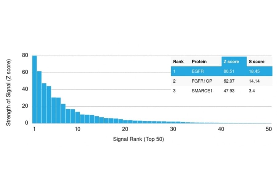 Protein Array - Anti-EGFR Antibody [GFR/2596] - BSA and Azide free (A251576) - Antibodies.com