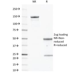 SDS-PAGE - Anti-EGFR Antibody [GFR450] - BSA and Azide free (A251580) - Antibodies.com