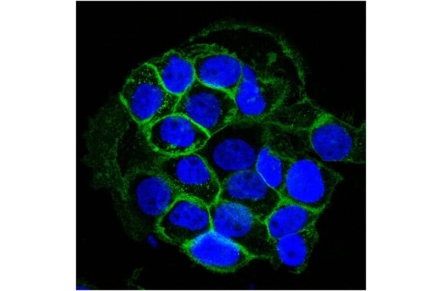 Immunofluorescence - Anti-EGFR Antibody [GFR450] - BSA and Azide free (A251580) - Antibodies.com