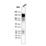 Western Blot - Anti-EGFR Antibody [H9B4] - BSA and Azide free (A251584) - Antibodies.com
