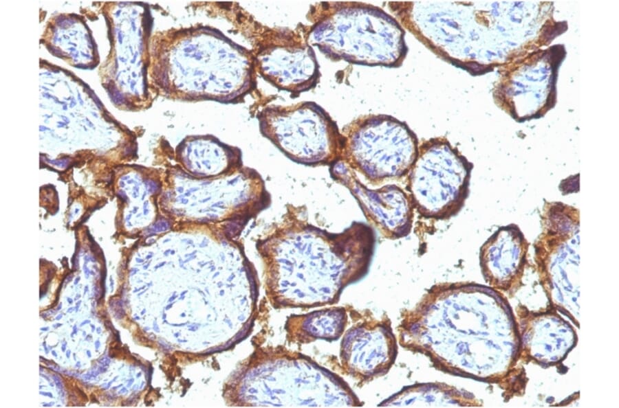 Immunohistochemistry - Anti-EGFR Antibody [31G7] - BSA and Azide free (A251585) - Antibodies.com