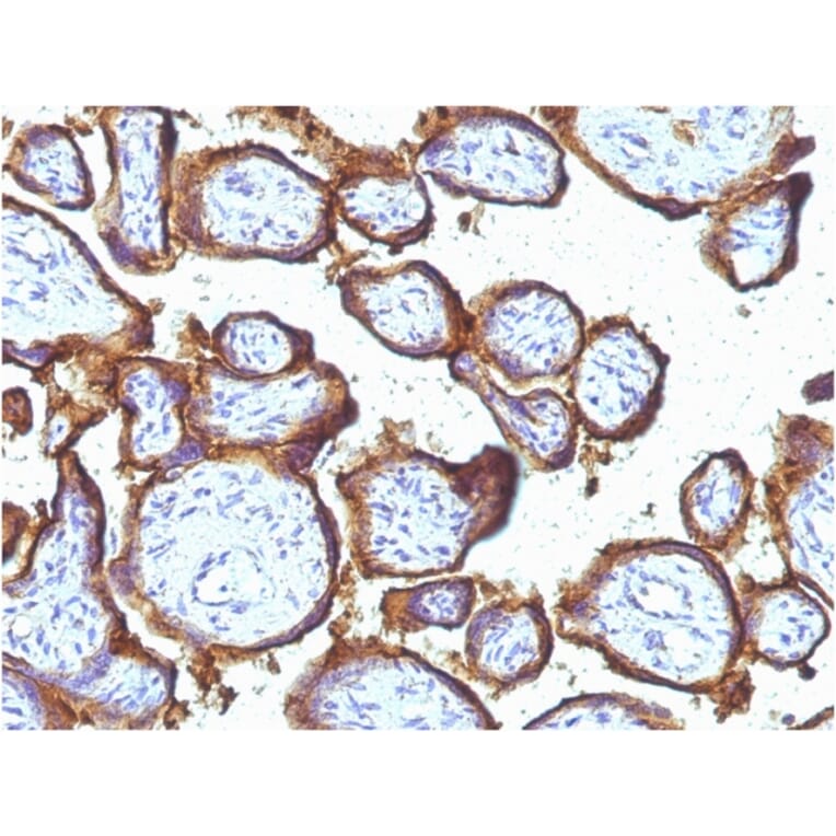 Immunohistochemistry - Anti-EGFR Antibody [31G7] - BSA and Azide free (A251585) - Antibodies.com