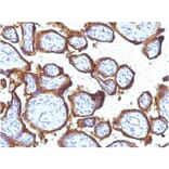 Immunohistochemistry - Anti-EGFR Antibody [31G7] - BSA and Azide free (A251585) - Antibodies.com
