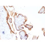 Immunohistochemistry - Anti-EGFR Antibody [SPM622] - BSA and Azide free (A248404) - Antibodies.com