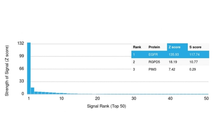 Protein Array - Anti-EGFR Antibody [GFR1195] - BSA and Azide free (A248405) - Antibodies.com