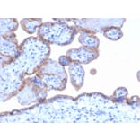 Immunohistochemistry - Anti-EGFR Antibody [GFR/1667] - BSA and Azide free (A251589) - Antibodies.com