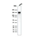 Western Blot - Anti-EGFR Antibody [GFR/1667] - BSA and Azide free (A251589) - Antibodies.com