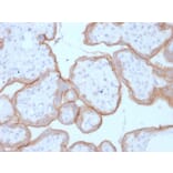 Immunohistochemistry - Anti-EGFR Antibody [GFR/1708] - BSA and Azide free (A251590) - Antibodies.com