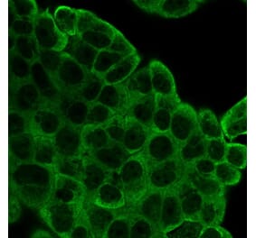 Immunofluorescence - Anti-EIF2S1 Antibody [PCRP-EIF2S1-1E2] - BSA and Azide free (A251596) - Antibodies.com