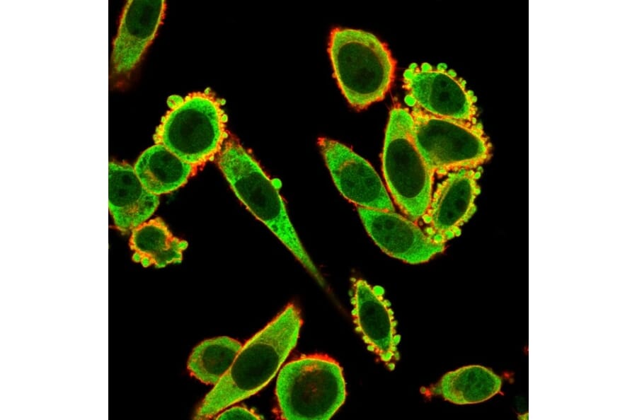 Immunofluorescence - Anti-EIF2S1 Antibody [PCRP-EIF2S1-1E2] - BSA and Azide free (A251596) - Antibodies.com