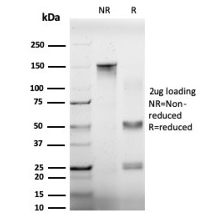 SDS-PAGE - Anti-EIF4A2 Antibody [PCRP-EIF4A2-2B5] - BSA and Azide free (A251597) - Antibodies.com