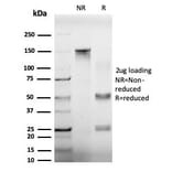 SDS-PAGE - Anti-EIF4A2 Antibody [PCRP-EIF4A2-2B5] - BSA and Azide free (A251597) - Antibodies.com