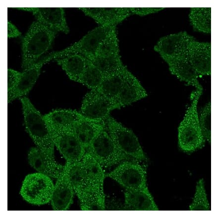 Immunofluorescence - Anti-EIF4E Antibody [PCRP-EIF4E-1D3] - BSA and Azide free (A251598) - Antibodies.com