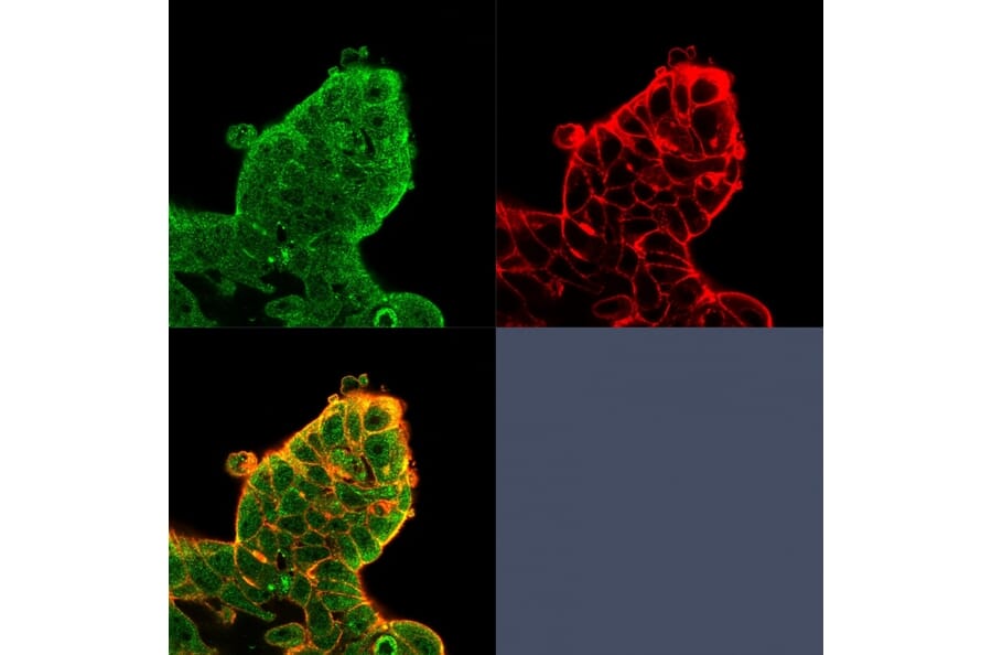 Immunofluorescence - Anti-EIF4E Antibody [PCRP-EIF4E-1D3] - BSA and Azide free (A251598) - Antibodies.com