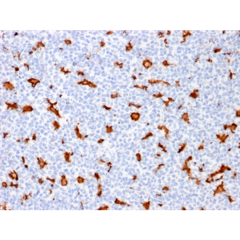 Immunohistochemistry - Anti-Iba1 Antibody [AIF1/1909] - BSA and Azide free (A251599) - Antibodies.com