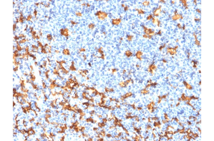 Immunohistochemistry - Anti-Iba1 Antibody [rAIF1/1909] - BSA and Azide free (A251600) - Antibodies.com
