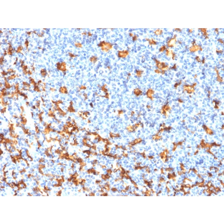 Immunohistochemistry - Anti-Iba1 Antibody [rAIF1/1909] - BSA and Azide free (A251600) - Antibodies.com