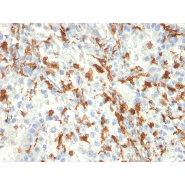 Immunohistochemistry - Anti-Iba1 Antibody [AIF1/2493] - BSA and Azide free (A251600) - Antibodies.com