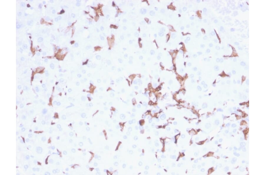 Immunohistochemistry - Anti-Iba1 Antibody [AIF1/2493] - BSA and Azide free (A251601) - Antibodies.com