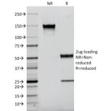 SDS-PAGE - Anti-Iba1 Antibody [AIF1/2493] - BSA and Azide free (A251601) - Antibodies.com