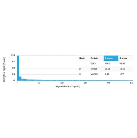 Protein Array - Anti-ELK1 Antibody [PCRP-ELK1-1B9] - BSA and Azide free (A251601) - Antibodies.com