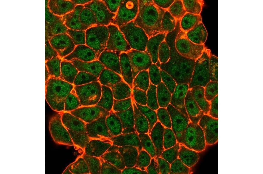 Immunofluorescence - Anti-ELK1 Antibody [PCRP-ELK1-1D9] - BSA and Azide free (A251603) - Antibodies.com