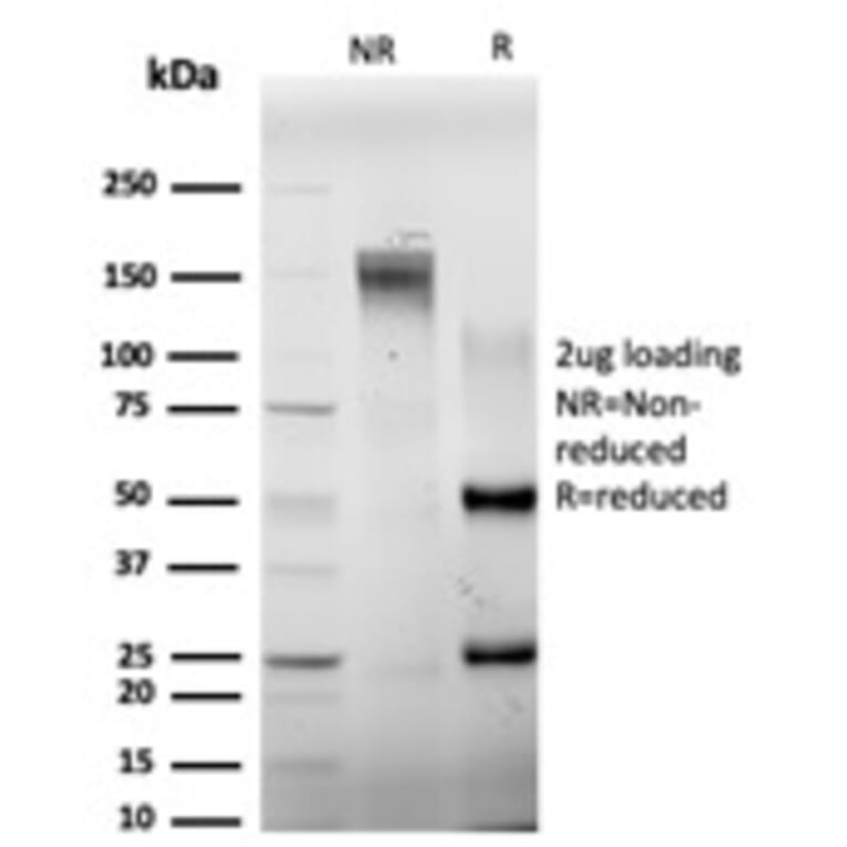 SDS-PAGE - Anti-ELK1 Antibody [PCRP-ELK1-1D9] - BSA and Azide free (A251603) - Antibodies.com