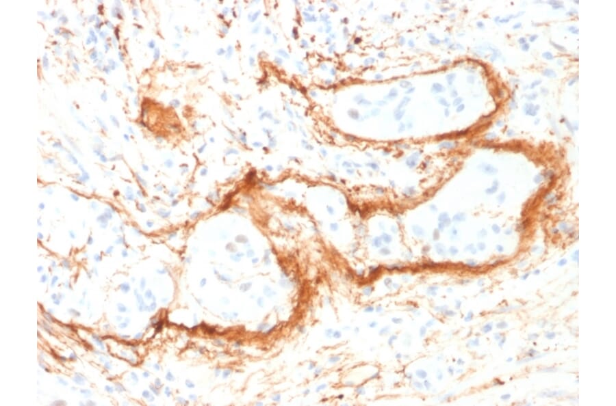Immunohistochemistry - Anti-Elastin Antibody [ELN/1981] - BSA and Azide free (A251604) - Antibodies.com