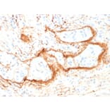 Immunohistochemistry - Anti-Elastin Antibody [ELN/1981] - BSA and Azide free (A251604) - Antibodies.com