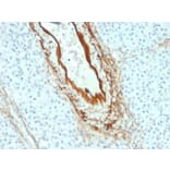 Immunohistochemistry - Anti-Elastin Antibody [ELN/2069] - BSA and Azide free (A251605) - Antibodies.com