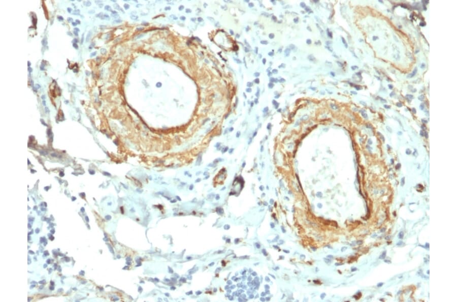Immunohistochemistry - Anti-Elastin Antibody [ELN/2069] - BSA and Azide free (A251605) - Antibodies.com
