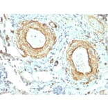 Immunohistochemistry - Anti-Elastin Antibody [ELN/2069] - BSA and Azide free (A251605) - Antibodies.com