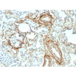 Immunohistochemistry - Anti-Elastin Antibody [ELN/2069] - BSA and Azide free (A251604) - Antibodies.com
