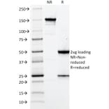 SDS-PAGE - Anti-Elastin Antibody [ELN/2069] - BSA and Azide free (A251605) - Antibodies.com
